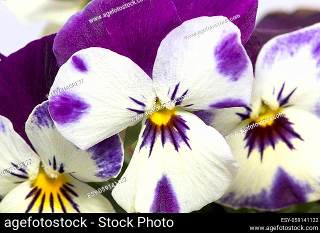 Multicolored spring flowers pansy blooming in the garden