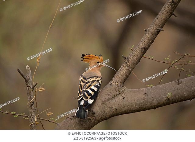 Common Hoopoe, Upupa epops, Jhalana, Rajasthan, India. Notable for their distinctive crown of feathers