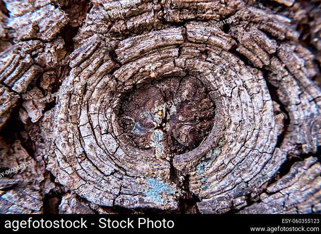 Perfect wallpaper of nature details. Wood tree trunk texture background image