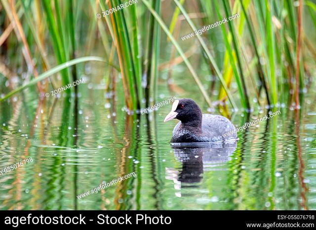water bird Eurasian coot, Fulica atra on pond with spring green reflection. Czech Republic, Europe Wildlife