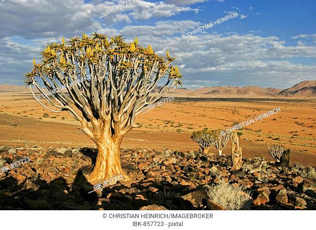 Quiver tree or Kokerboom (Aloe dichotoma), Tiras Mountains, Namibia, Africa