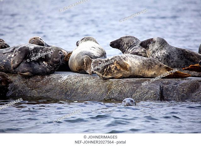 Colony of seals at sea