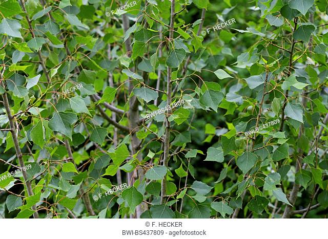 black poplar, balm of gilead, black cottonwood (Populus nigra), leaves on a tree, Germany