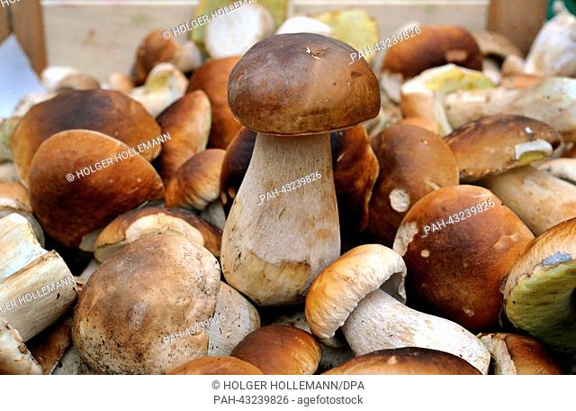 Penny buns (Boletus edulis) lie in a basket at a market stall in the region hanover, Germany, 08 October 2013. The rains in the last few weeks have caused the...