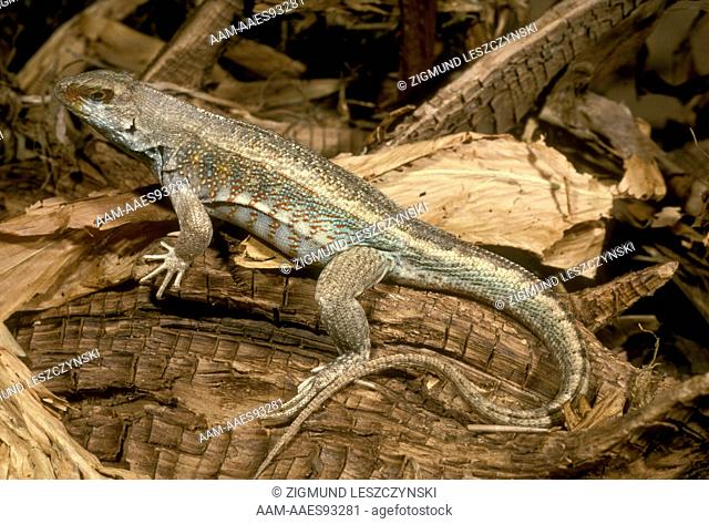 Haitian Curly-tailed Lizard (Leiocephalus personatus)