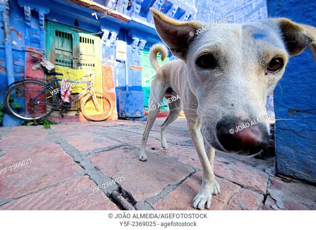 Stray dog close to a colorful house of Jodhpur
