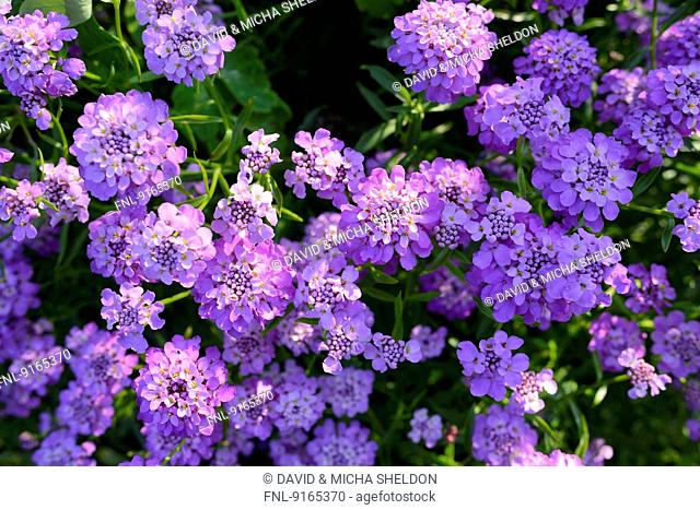 Close-up of Globe Candytuft blossoms