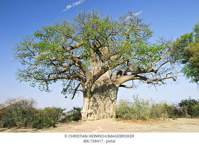 Baobab (Adansonia digitata), Mahango Game Reserve, Caprivi Strip, Namibia, Africa