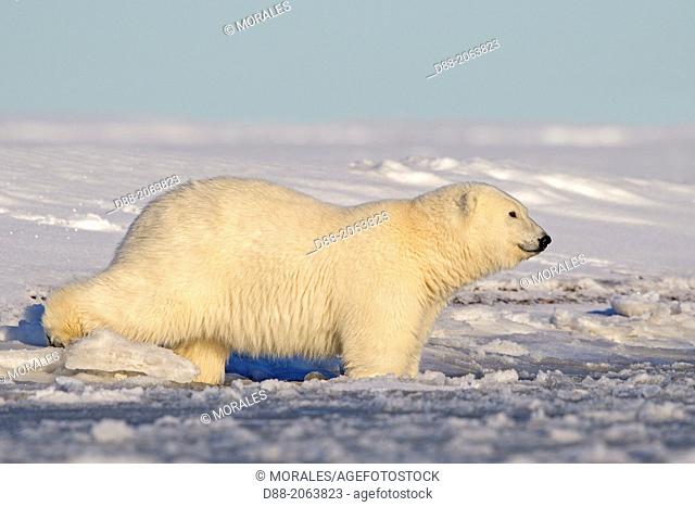 United States , Alaska , Arctic National Wildlife Refuge , Kaktovik , One sub adult polar bear , in slush ice along a barrier island outside Kaktovik, Alaska