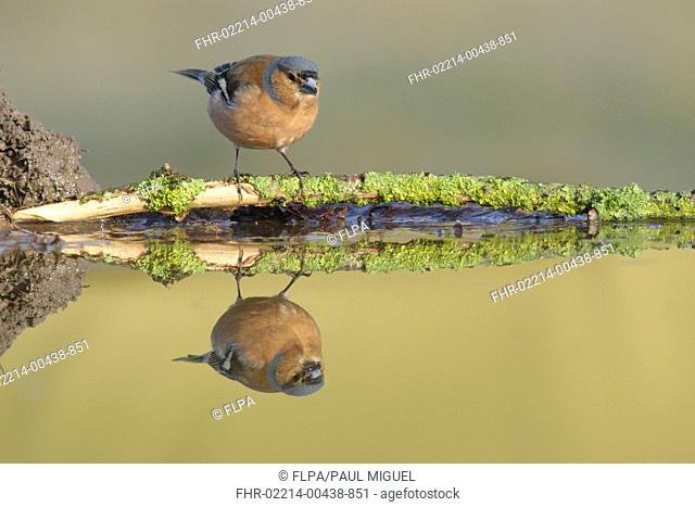 Chaffinch (Fringilla coelebs) adult male, perched on lichen covered twig at edge of pool, with reflection, West Yorkshire, England, April