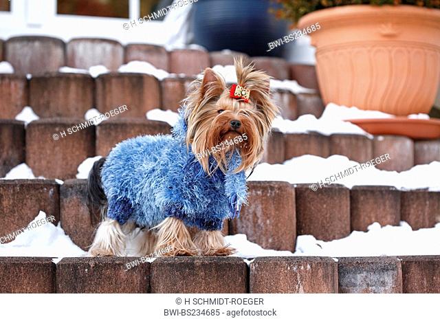 Yorkshire Terrier Canis lupus f. familiaris, standing on snow-covered garden stairs with a blue knitted pullover and the forehead hair tied up, Germany