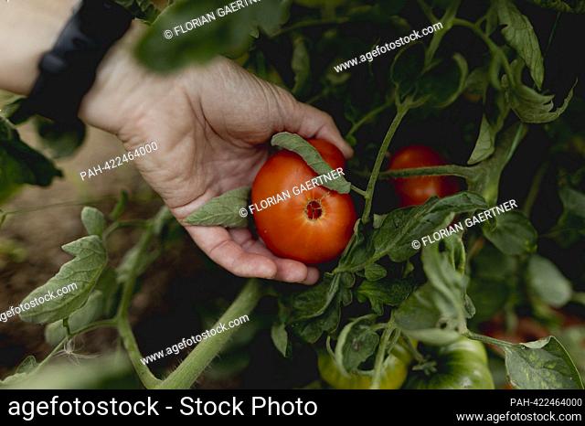 Symbolic image on the subject of gardening: A woman harvests ripe tomatoes in a greenhouse in Vierkirchen, August 18, 2023. - Vierkirchen/Deutschland