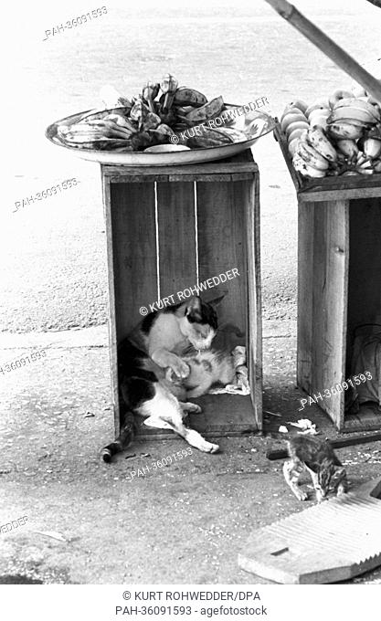 A mother cat and her offspring lie in a wooden box which serves as a table for a fruit bowl, Hongkong, 16 November 1963. | usage worldwide