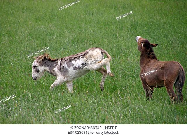 donkey and mule