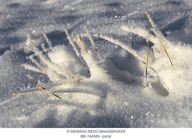 Frost and ice-covered blades of grass