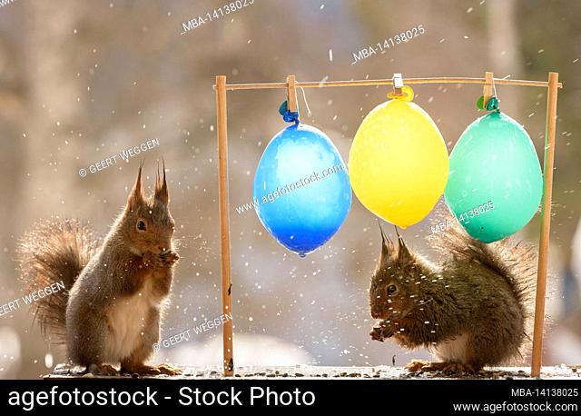 red squirrels are standing in rain with balloons