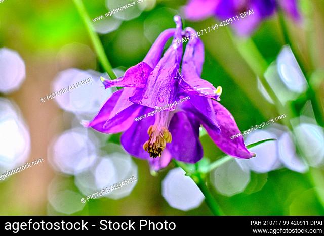 05 June 2021, Lower Saxony, Brunswick: The fruit set, the so-called bellow fruits, of a faded common columbine (Aquilegia vulgaris), also called elfin flower