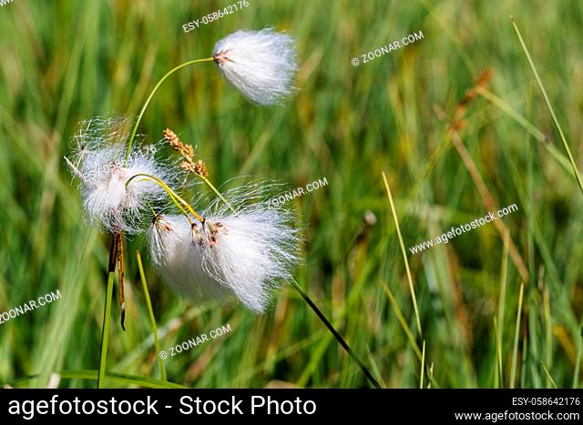 Cotton grass in a swamp of Finland