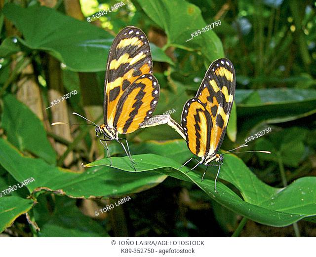 Tiger Mimic-Queen (Lycorea cleobaea) mating