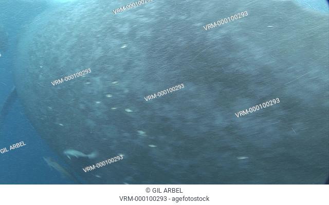 Humpback whales Megaptera novaeangliae, mother and calf. Tonga. South Pacific
