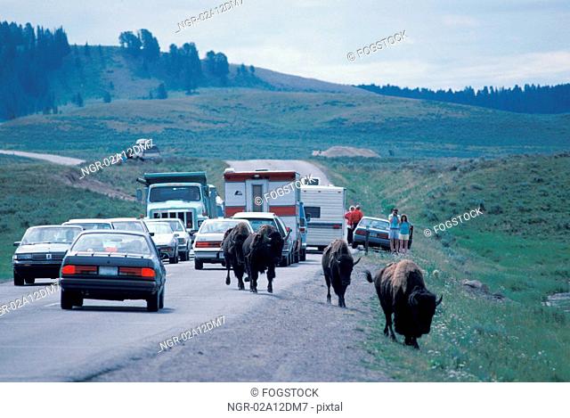 Buffaloes Passing Through Stopped Traffic on Roadway