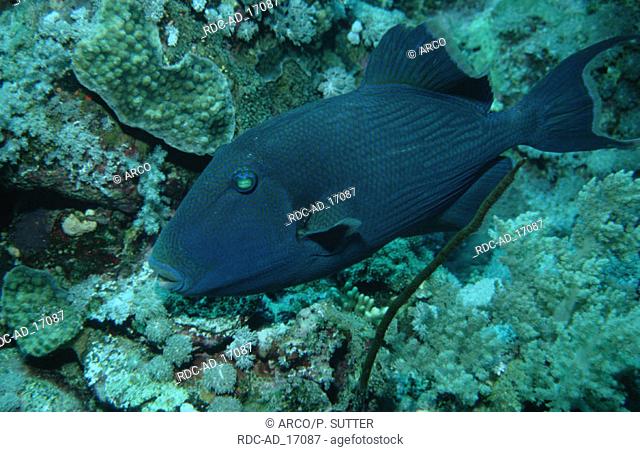 Rippled Triggerfish Red Sea [Pseudobalistes fuscus