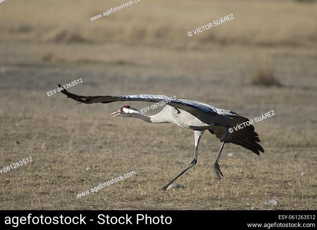 Common crane (Grus grus) taking flight. Gallocanta Lagoon Natural Reserve. Aragon. Spain