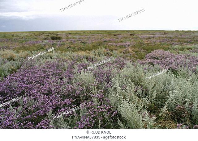 Common Sea-lavender Limonium vulgare - Rottum, Rottumeroog, Wadden Islands, Groningen, The Netherlands, Holland, Europe
