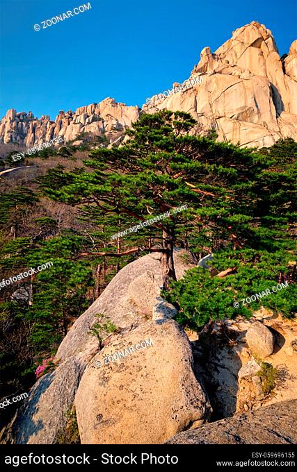 Ulsanbawi rock and pine trees in Seoraksan National Park, South Korea