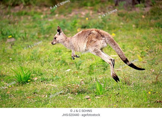 Eastern Grey Kangaroo, (Macropus giganteus), subadult jumping, Merry Beach, Murramarang Nationalpark, New South Wales, Australia