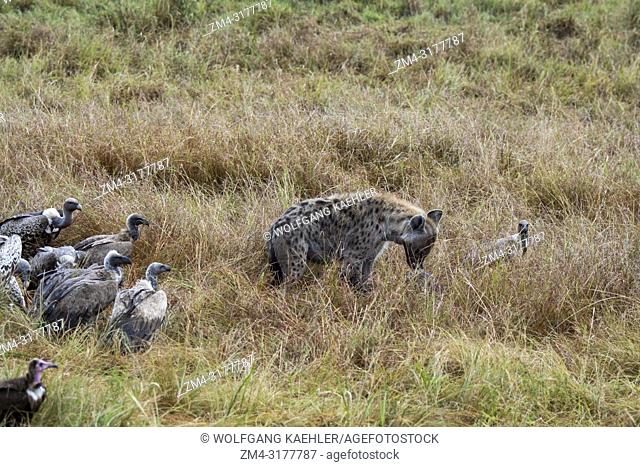 Vultures trying to get a share of a wildebeest killed by a spotted hyena (Crocuta crocuta) in the Masai Mara National Reserve in Kenya