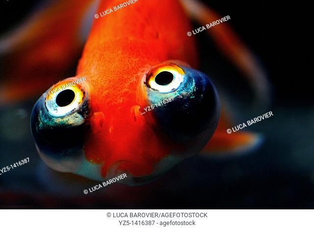 Bubble eye goldfish close-up