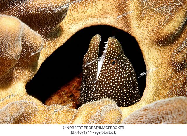 Whitemouth Moray (Gymnothorax meleagris) looking out of hole in Leather coral (Lobophytum sp.), Gangga Island, Bangka Islands, North Sulawesi, Indonesia