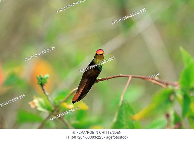 Ruby-topaz Hummingbird (Chrysolampis mosquitus) adult male, perched on twig, Trinidad and Tobago, March