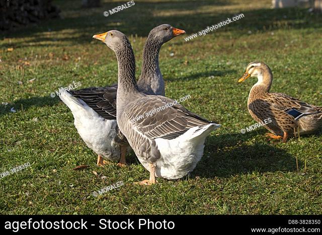 France, Alsace, Bas Rhin (67), Obernai, hybrid domestic mallard duck with two domestic geese on a lawn in a garden