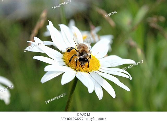 daisywheel and bee