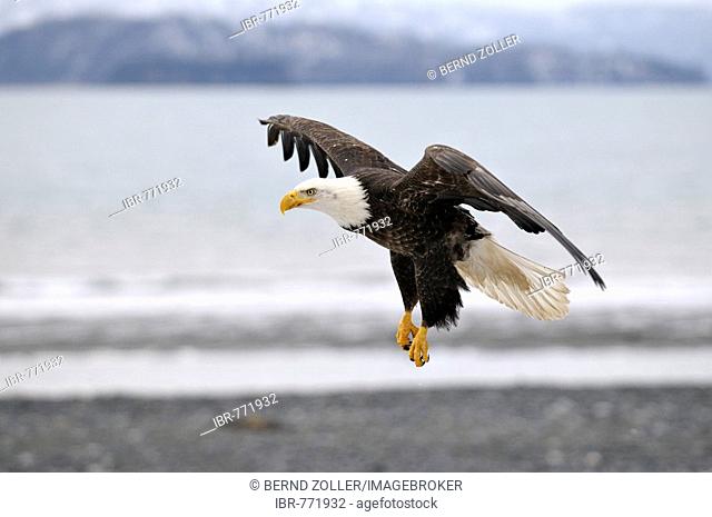 Bald Eagle (Haliaeetus leucocephalus) landing, Kenai Peninsula, Alaska, USA