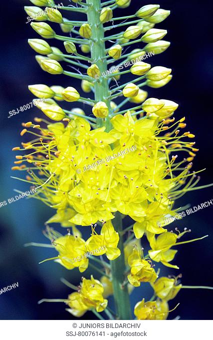 DEU, 2010: Desert Candle, Foxtail Lily (Eremurus sp.), variety: Ruiters Hybrid, flowers