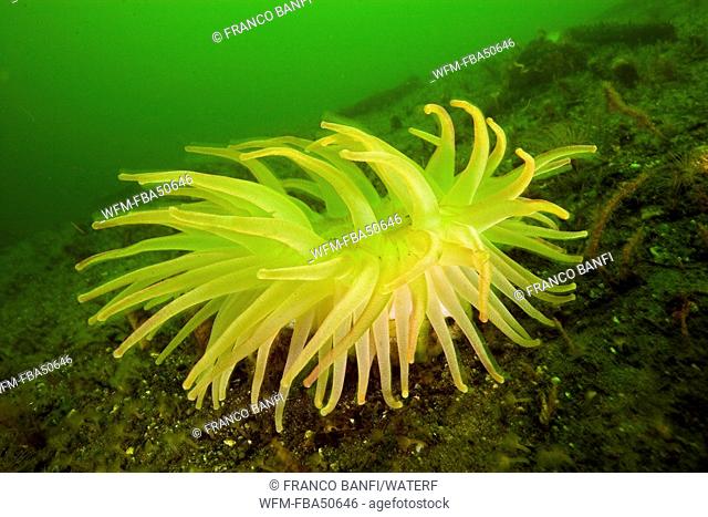 giant green anemone, Anthopleura xanthogrammica, British Columbia, Pacific Ocean, Canada