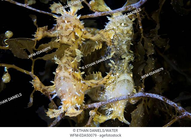 Two Sargassum-Frogfishes mirroring in Watersurface, Histrio histrio, Raja Ampat, West Papua, Indonesia