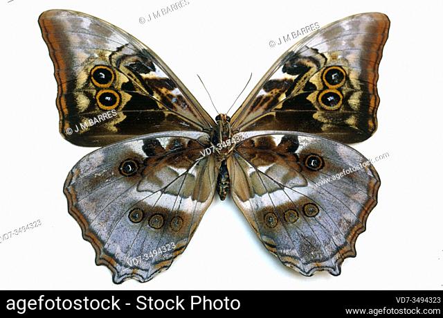 Hercules morpho (Morpho hercules) is a butterfly native to Brazil and Paraguay. Adult, ventral side