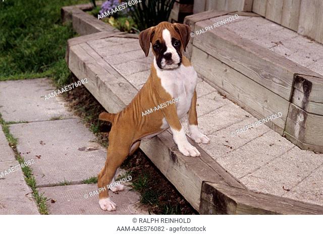 Boxer Puppy Keswick, Ontario