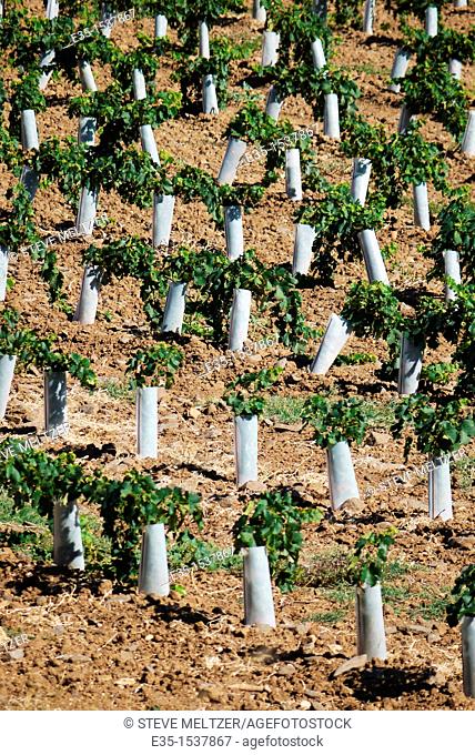 Plastic protectors keep harmful insects and small animals from destroying newly planted, young grape vines