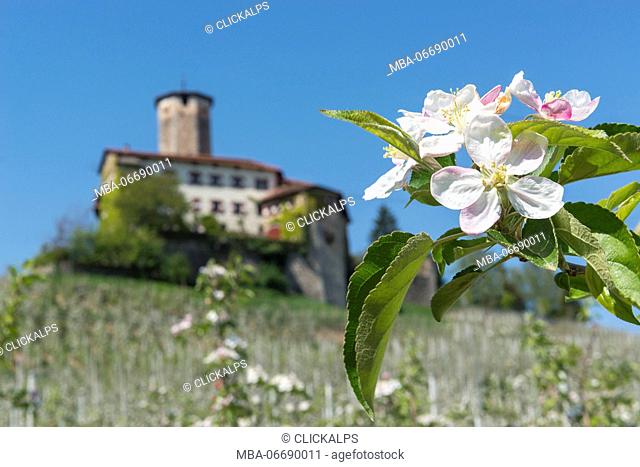 Italy, Trentino Alto Adige, Non valley, apple flowering at Valer castle