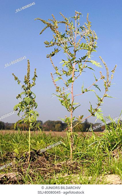 DEU, 2007: Annual Ragweed, Common Ragweed (Ambrosia artemisiifolia), flowering plant