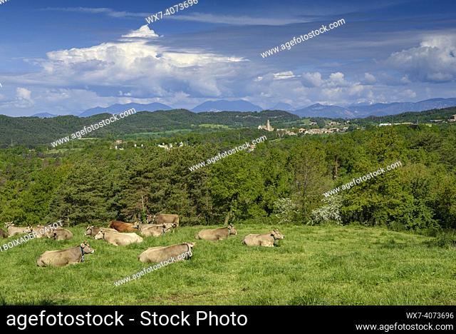 Green meadows with cows near the village of Sant Boi de Lluçanès on a spring morning (Osona, Barcelona, Catalonia, Spain)