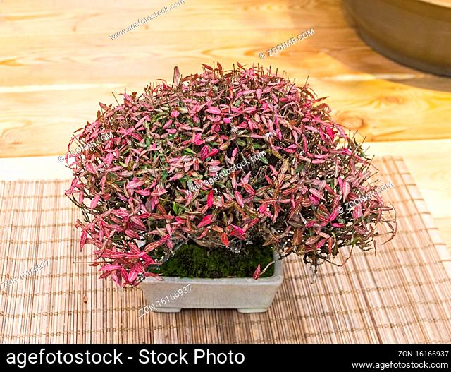 Bonsai - Asiatic jasmine (Trachelospermum asiaticum). Age - about 30 years. Exhibition of Bonsai in Aptekarsky Ogorod (a branch of the Botanical Garden of...