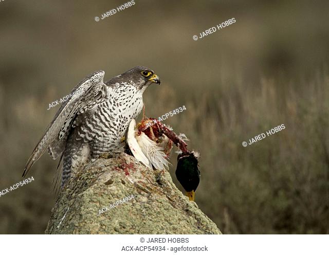 Gyrfalcon, Falco rusticolus, eating prey Mallard, Kamloops, BC, Canada