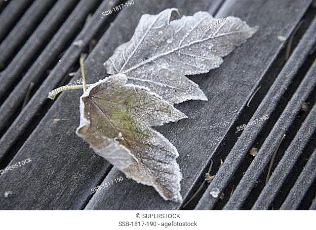 Frozen leaves on wooden deck in winter