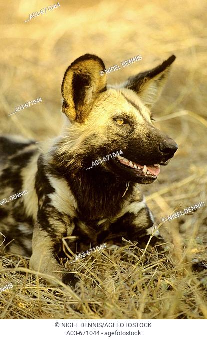 Wild Dog Cape Hunting Dog, Lycaon pictus, Kruger National Park, South Africa